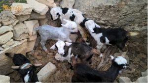 New Born Lambs Nomads