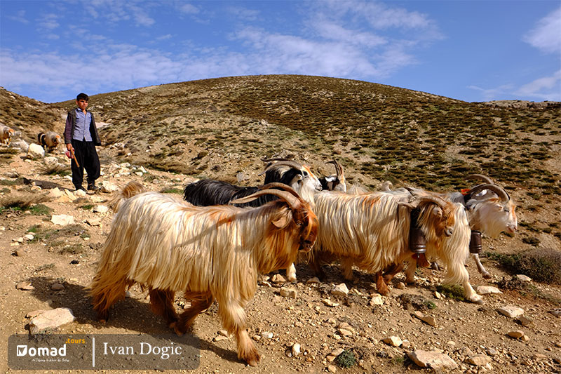 Bakhtiari boy shepherding during Kuch