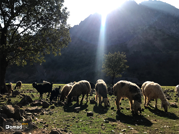 Herd of Livestock in Green Pastures