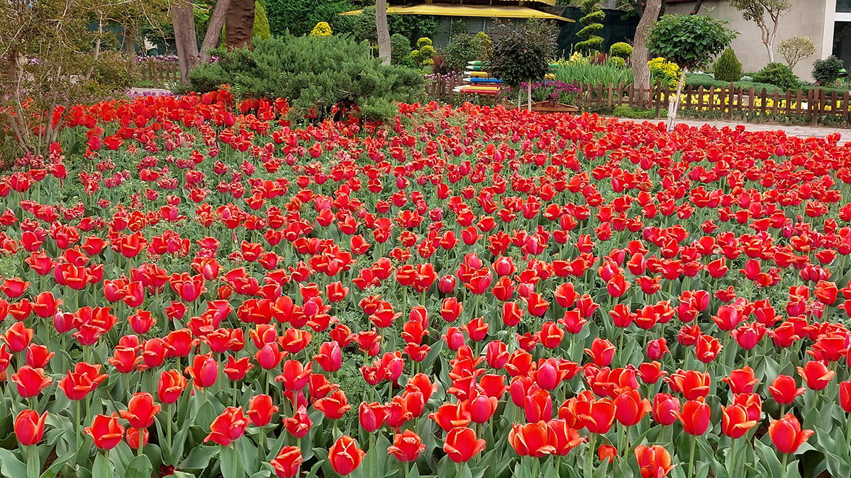 A garden full of red tulips